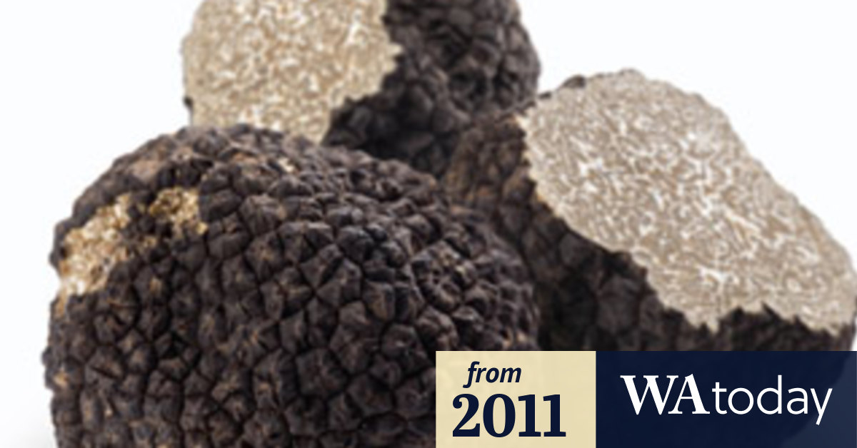 Black truffle season begins in WA